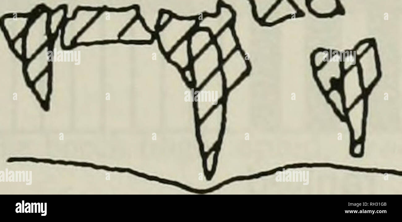 . British Journal der Entomologie und Naturgeschichte. Natural History; Entomologie. &Lt;2 Â £ Â". Abb. 4. Zeichnungen der transversalen Schichten der Rinde aus Buche, deren Widerstand gegen Angriff durch C. fagisuga war offenbar hoch (oben) oder niedrig (unten); von Lonsdale (1983), "suberized Gewebe, 0 verholzen Gewebe, â¡ "weiche" Gewebe. Obwohl das primäre Borke von Buche zu dünn ist, um zu verhindern, dass die Fütterung von C. fagisuga, bedeutet dies nicht, dass die Rinde als Ganzes vorgeformte Verteidigung fehlt. Innerhalb der lebenden Geweben unter der Borke, es gibt stark verholzen Zellen (Stein-Zellen), die eine teilweise b Stockfoto