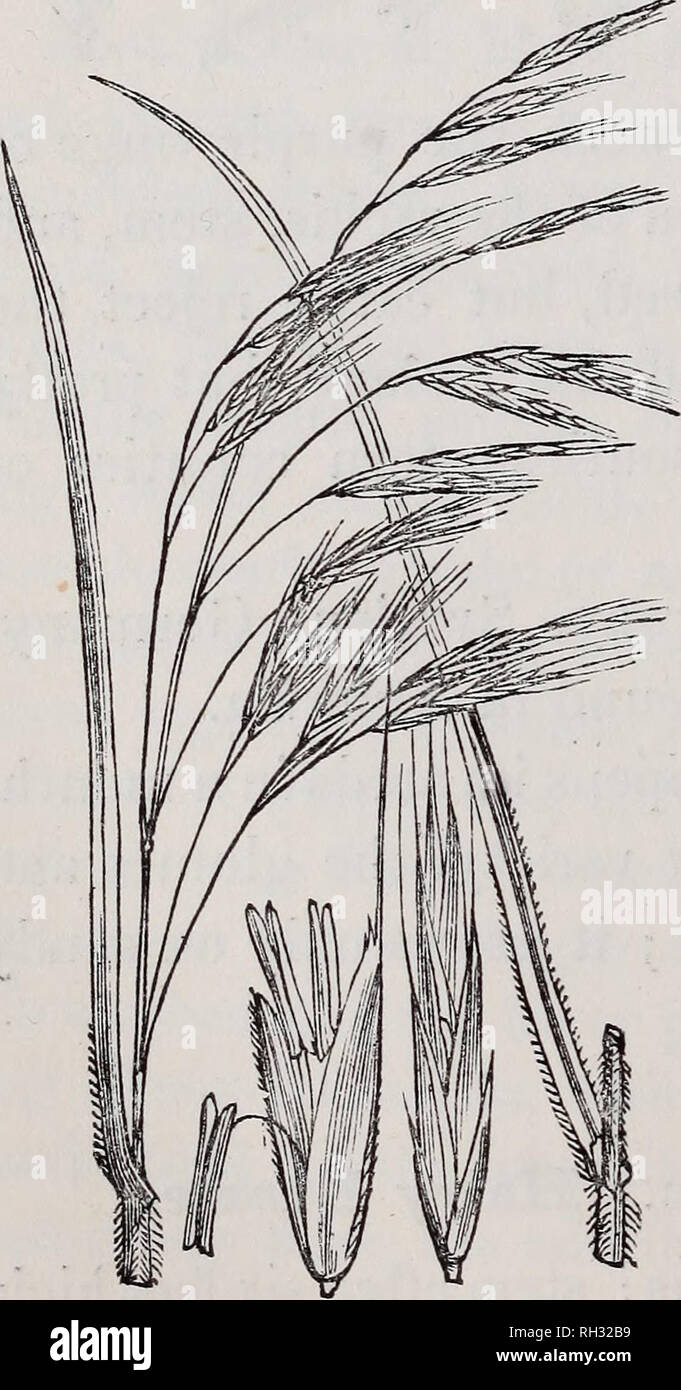 . Britische Gräser: Eine Einführung in das Studium der Gramineae von Großbritannien und Irland. Gräser. 224 britische Gräser. Nahezu gleicher Breite, die Radikalen, die leicht weitesten; Hüllen grobe, mit deflexed Haare; Rispe einfach, Statik-ing, verzweigte; rachis und Niederlassungen sehr rau, Niederlassungen in Paaren; Ährchen lanzettlichen, fast zylindrisch, einen Zoll lang, getönt, mit Lila, die etwa neun Röschen; äußere glumes sehr ungleichen, akute, das obere die längste, drei Rippen; dorsale Rippe Zahnriemen fast seiner ganzen Länge; Blüte - ing glumes länger als die äußeren, fast zylindrisch, Stockfoto