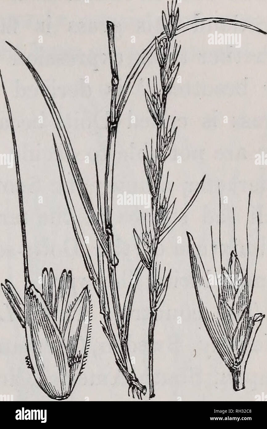 . Britische Gräser: Eine Einführung in das Studium der Gramineae von Großbritannien und Irland. Gräser. LOLIUM. 217. Arten in der gesunden Gras Stamm. Die Samen sind sagte zu mitreißender, Männer, Tiere, Vögel und sogar zu verursachen Krämpfe und Tod. Ein Bauer auf Poictiers ist selbst sagte beharren in Essen Unkraut Brot getötet zu haben. Er hat auch seine Frau und Ser-Vantgarde essen, aber Sie es-caped mit schwerer Krankheit. Alte Gerarde sagt, das neue Brot Worin Unkraut ist verführt Trunkenheit. Dar-nel hurteth des Eies und macht sie schwach, wenn es Hap-pen in Mais entweder für Brot Stockfoto