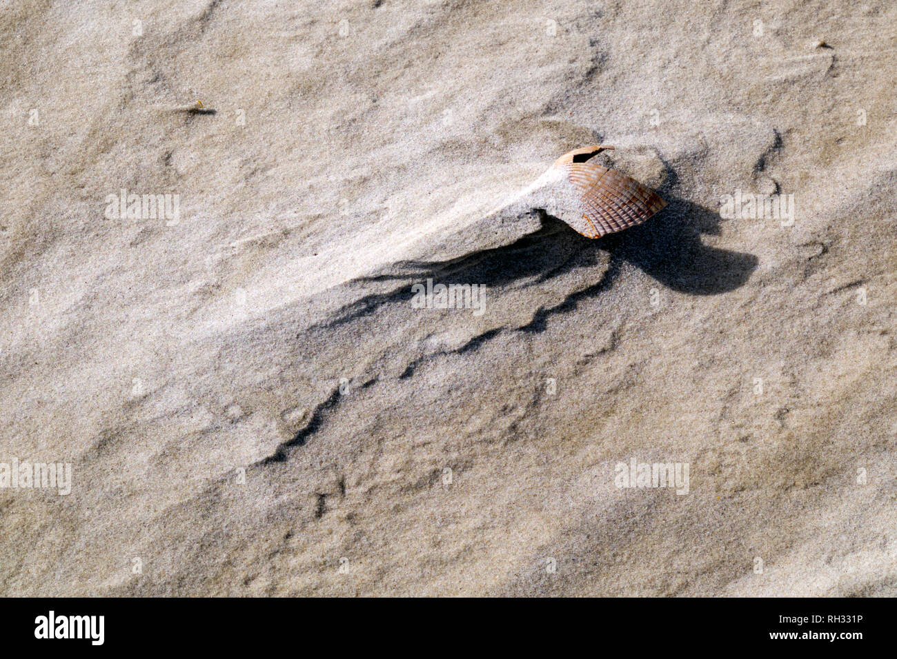 Muscheln am Strand in der Nähe von Fort Morgan, Alabama. Nahaufnahme zeigt Muster in den Sand durch Wind- und Wassererosion verursacht. Stockfoto