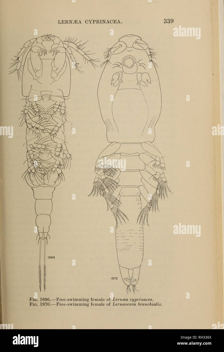 . Britische Süßwasser-copepoda. --. Copepoda; Krebstiere. . Bitte beachten Sie, dass diese Bilder sind von der gescannten Seite Bilder, die digital für die Lesbarkeit verbessert haben mögen - Färbung und Aussehen dieser Abbildungen können nicht perfekt dem Original ähneln. extrahiert. Gurney, Robert. London: Ray Gesellschaft Stockfoto