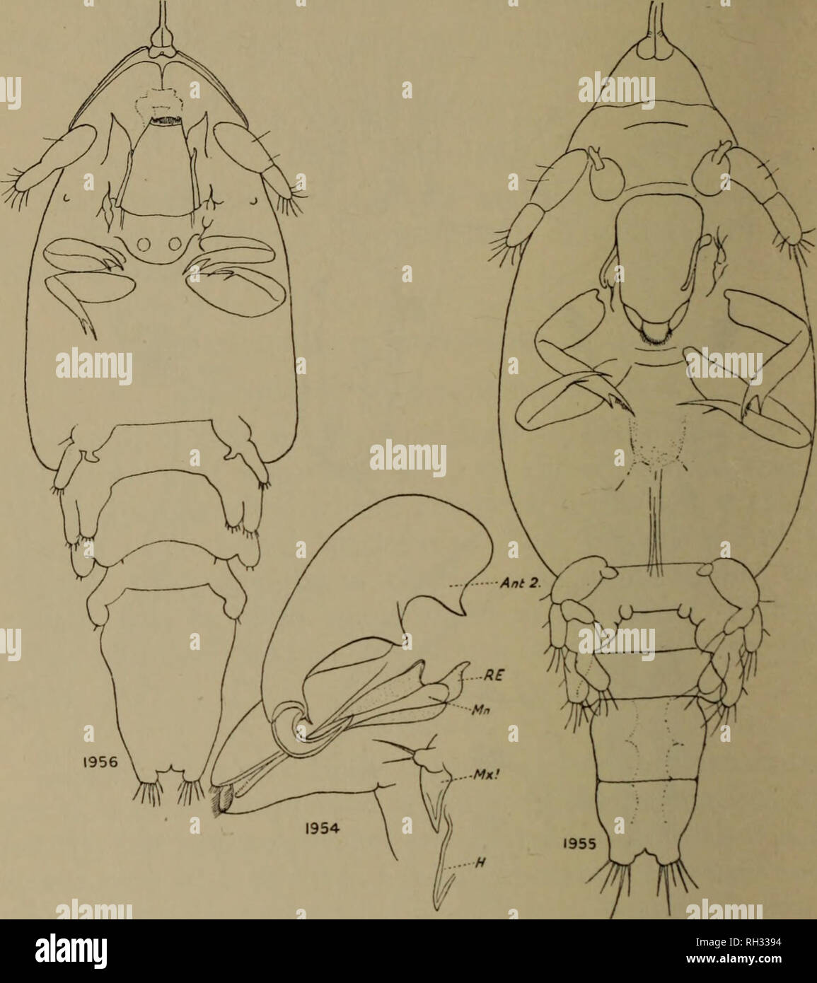 . Britische Süßwasser-copepoda. --. Copepoda; Krebstiere. 326 britische Süßwasser-COPEPODA. weit zurück. Somiten der Beine 2, 3 und 4, gefolgt von einem somiten und kurz, breit fureal Rami, mit 4 Terminal setse. Antennule aus 2 Segmenten. Antenne ein Großes vor. Fios. 1954-1956.- Caligidce. Entwicklung. Abb. 1954.- Copepodid. Antenne und Mund Kegel. Ant., Antenne; Mn., Unterkiefer; R.E., exopod der Unterkiefer; Mx. maxillule, H., post-maxillular Wirbelsäule. Abb. 1955.- Chalimus, Phase 1, ventral. Abb. 1956.- Chalimus, Phase 2. hensile Orgel, mit terminal Klaue. Mündliche Kegel eindeutig der Oberen und Unteren l bestehend Stockfoto