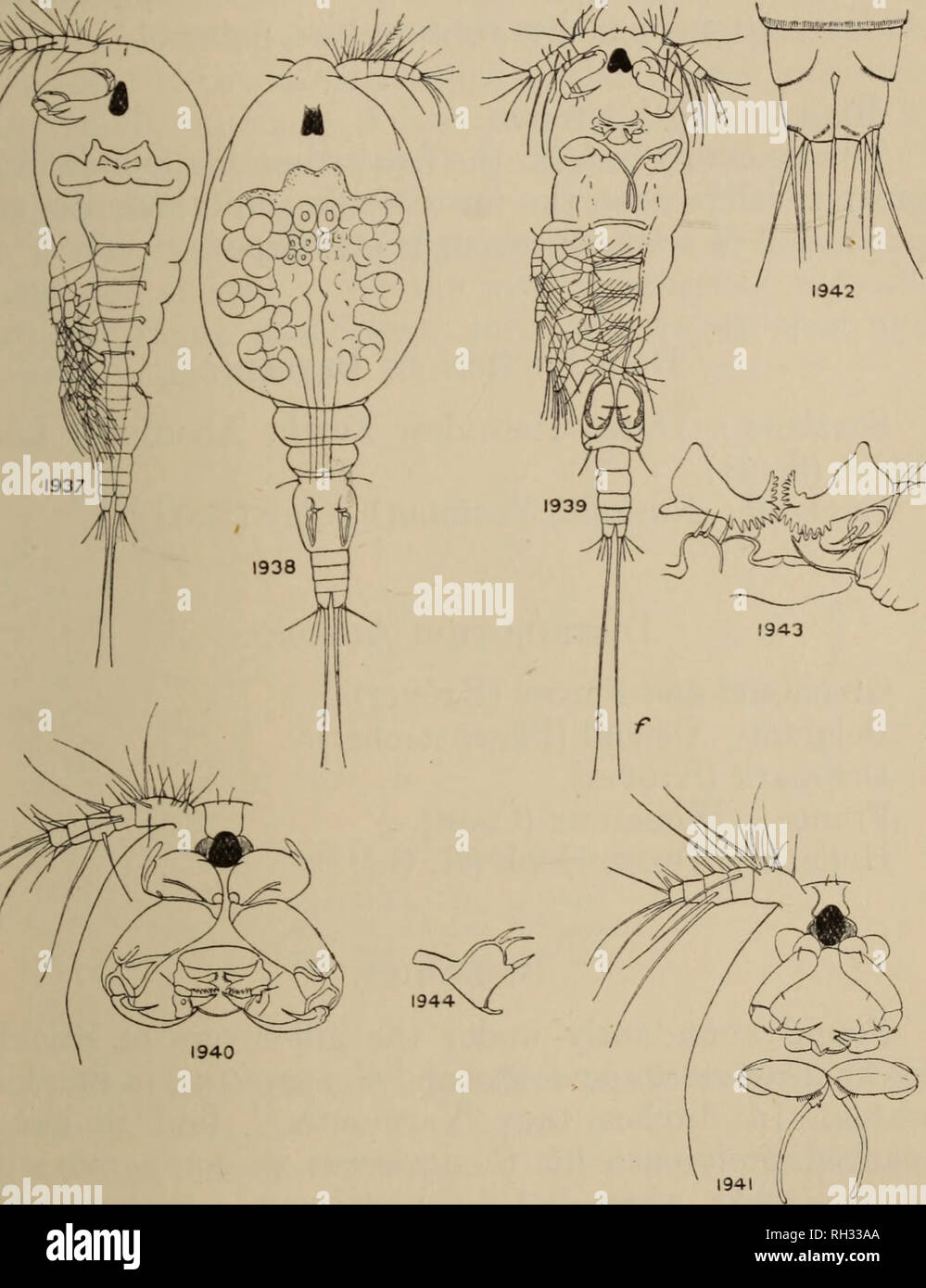 . Britische Süßwasser-copepoda. --. Copepoda; Krebstiere. THERSITINA GASTEROSTEI. 319. Abbn. 1937-1944.- Thersitina gasterostei. Abb. 1937.- Junge weibliche, nur feste zu bewirten, ventral. Abb. 1938.- Junge weibliche, thorax Schwellung, dorsal. Abb. 1939.- männlichen Erwachsenen. Abb. 1940.- Leiter der jungen weiblichen, ventral. Abb. 1941.- Leiter der männlichen, ventral. Abb. 1942.- furcal Rami, frei-Schwimmen weiblich, ventral. Abb. 1943.- Mund-Teile, erwachsene Frau. Abb. 1944.- Maxillule getrennt.. Bitte beachten Sie, dass diese Bilder aus gescannten Seite Bilder, die digital für die Lesbarkeit verbessert haben mögen - Färbung und Appe extrahiert werden Stockfoto