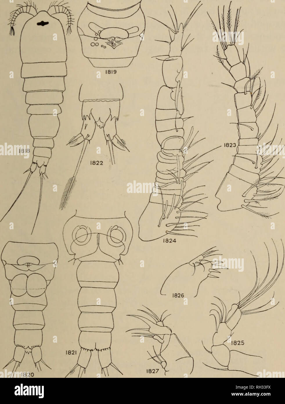. Britische Süßwasser-copepoda. --. Copepoda; Krebstiere. CYCLOPS UNISETIGER. 279. Abbn. 1818-1827. - Cyclops unisetiger. Abb. 1818.- Weiblich, dorsal. Abb. 1819.- Genitale Somiten und Receptaculum. Abb. 1820.- Bauch, ventrale, Anzeigen spermatophores. Abb. 1821 - Abdomen, männlich, ventral. Abb. 1822.- Operculum und furcal Rami dorsales. Abb. 1823.- Antennule, weiblich. Abb. 1824.- Antennule, männlich. Abb. 1825.- Antenne. Abb. 1826.- Maxillule. Abb. 1827.- Oberkiefer.. Bitte beachten Sie, dass diese Bilder aus gescannten Seite Bilder, die digital für die Lesbarkeit verbessert haben mögen - Färbung und das Aussehen von t extrahiert werden Stockfoto