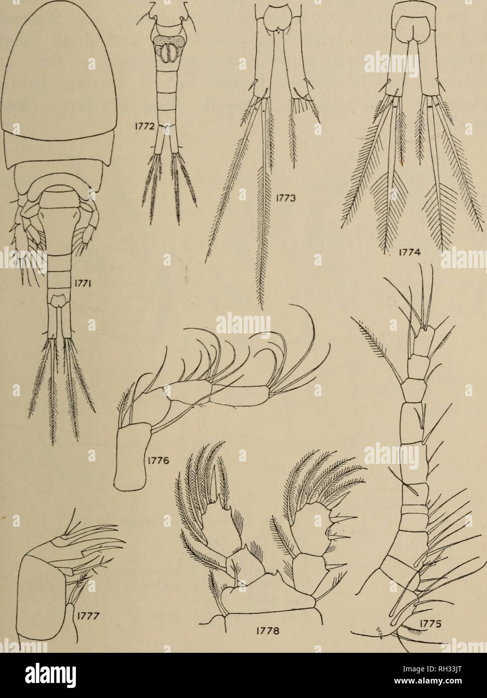 . Britische Süßwasser-copepoda. --. Copepoda; Krebstiere. CYCLOPS BICOLOR. 263. Abbn. 1771-1778. - Cyclops bicolor. Abb. 1771.- Weiblich, dorsal. Abb. 1772.- Bauch, ventrale, Receptaculum und spermatophores. Abb. 1773.- Fureal Rami. Abb. 1774.- furcal Rami. Persien. Abb. 1775.- Antennule, weiblich. Abb. 1776.- Antenne. Abb. 1777.- Oberkiefer. Abb. 1778.- Leg 1.. Bitte beachten Sie, dass diese Bilder sind von der gescannten Seite Bilder, die digital für die Lesbarkeit verbessert haben mögen - Färbung und Aussehen dieser Abbildungen können nicht perfekt dem Original ähneln. extrahiert. Gurney, Robert. London: Stockfoto