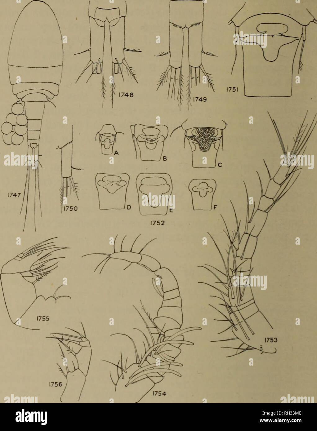 . Britische Süßwasser-copepoda. --. Copepoda; Krebstiere. 256 britische Süßwasser-COPEPODA.. Abbn. 1747-1756. - Cyclops varicans. Abb. 1747.- Weiblich, dorsal. Abb. 1748.- furcal Rami dorsales. Abb. 1749.- furcal Rami ventrales. Abb. 1750.- furcal Rami ventrales. Schottland. Abb. 1751.- Receptaculum. Abb. 1752.- Receptaculum nach verschiedenen Autoren, a, Schmeil; b, Graeter; c, Claus; d-f, Kiefer. Abb. 1753.- Antennule. Abb. 1754.- Antennule, männlich. Abb. 1755.- Oberkiefer. Abb. 1756.- Maxillipede.. Bitte beachten Sie, dass diese Bilder aus gescannten Seite Bilder, die digital für die Lesbarkeit erhöht worden sein können extrahiert werden Stockfoto