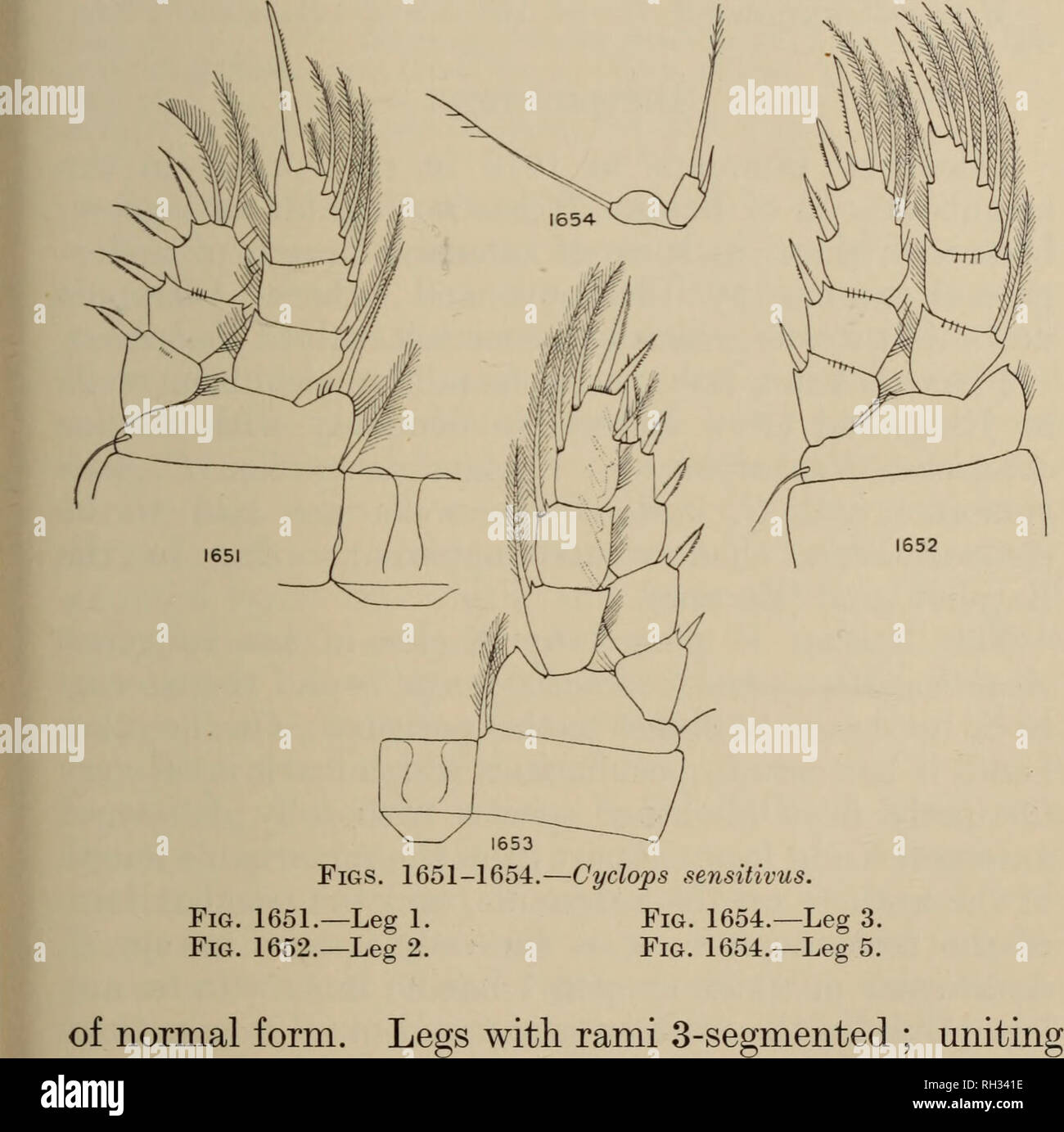 . Britische Süßwasser-copepoda. --. Copepoda; Krebstiere. CYCLOPS SENSITIVUS. 217 zwei Drittel der Länge des Körpers. Antennule der 17 Segmente, kürzer als vorderleib; Ästhet der Seg. 12 un-in der Regel lang, Erreichen der Seg zu beenden. 15; sensorische Haar auf der Seg. 16 Erreichen der Seg zu beenden. 17. Antenne mit Seg. 4 kürzer als Seg. 3; segs. 2 und 3 mit steifen Haare am äußeren Rand. Maxillule mit 3 Seten am mittleren äußeren Ohrläppchen palp, von gleicher Länge. Oberkiefer und maxillipede. lamella gerade und glatt; Bein Formel 2.3.3.3. Segmente der alle Beine ungewöhnlich Stout; exopod 1 ohne innere Seta; endopod 2 mit auf Stockfoto