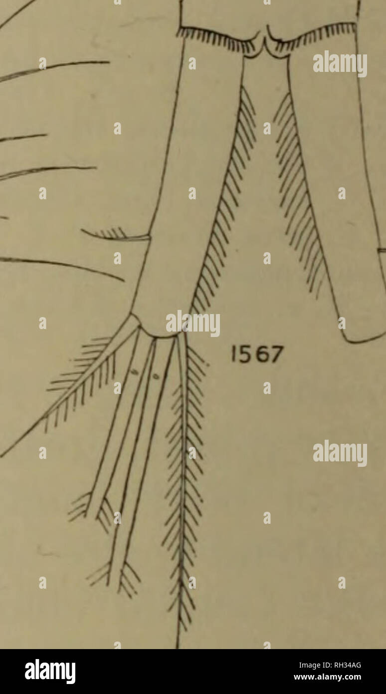 . Britische Süßwasser-copepoda. --. Copepoda; Krebstiere. ^-=7. Abb. 1563. Abb. 1564. Abb. 1565. Abb. 1566. Abb. 1567. Abb. 1568. Abb. 1569. Abbn. 1563-1569. - Cyclops viridis. - Genitale Somiten und Receptaculum. - Genitale Somiten. - Genitale Somiten, Anzeigen spermatophores. - Furcal Rami, weiblich, dorsal. - Furcal rami Ventrales. - Furcal ramus, mit ventralen spinules. - Antennule, weiblich. Bitte beachten Sie, dass diese Bilder sind von der gescannten Seite Bilder, die digital für die Lesbarkeit verbessert haben mögen - Färbung und Aussehen dieser Abbildungen können nicht perfekt dem Original ähneln. extrahiert. Stockfoto