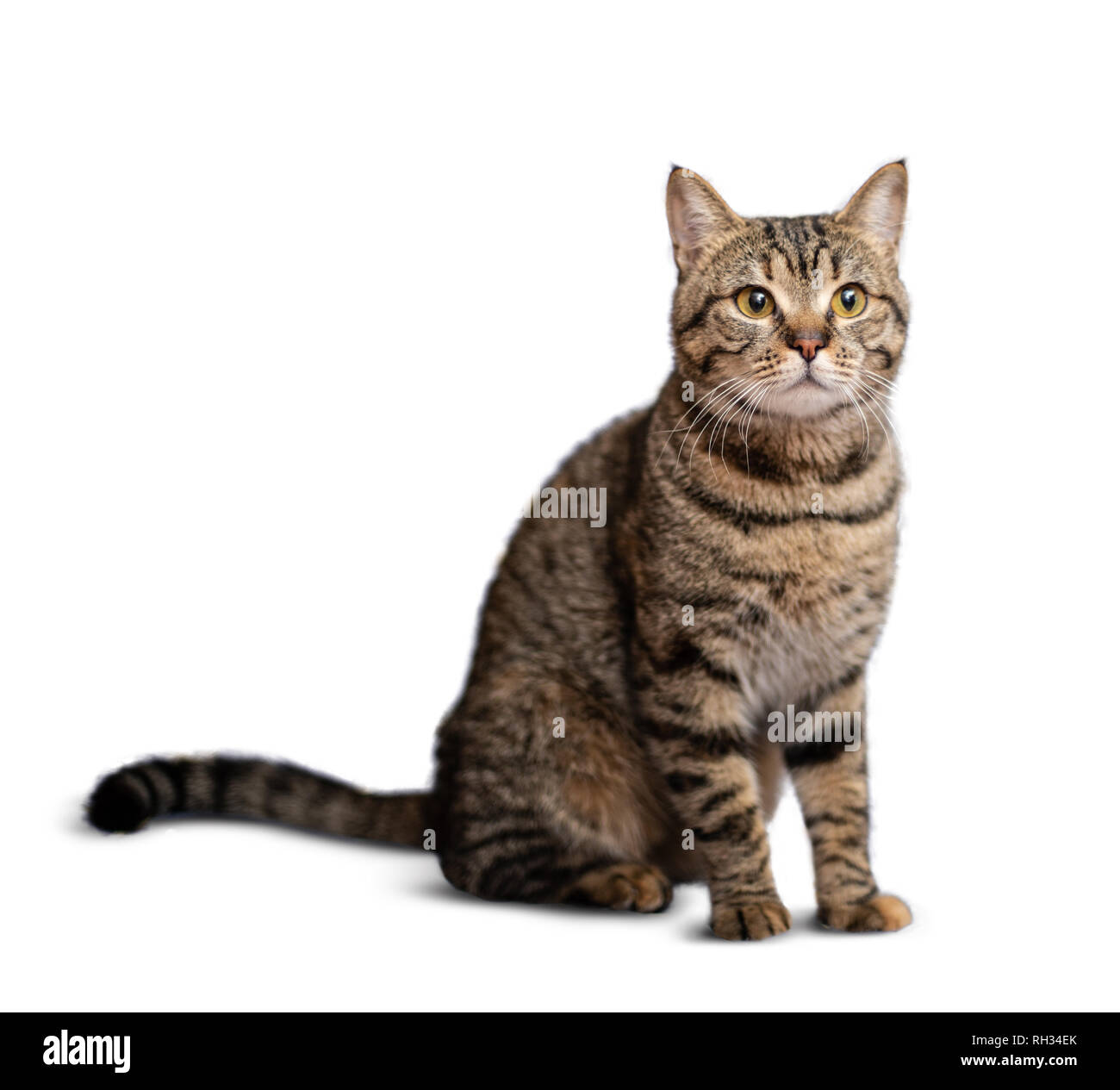 Portrait von schöne graue Katze auf weißem Hintergrund Stockfoto