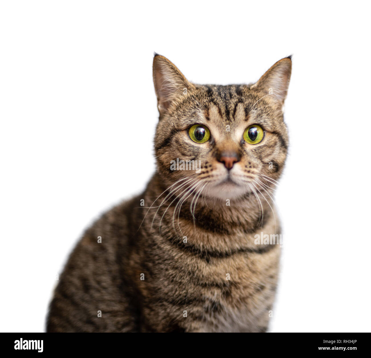 Portrait von schöne graue Katze auf weißem Hintergrund Stockfoto