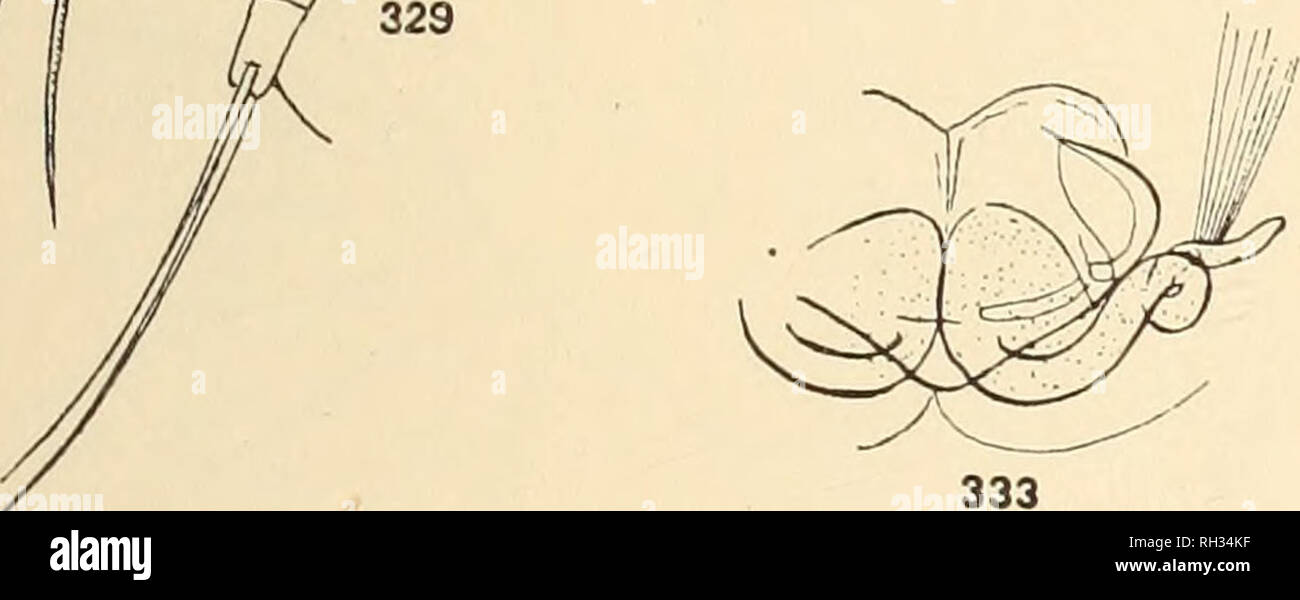 . Britische Süßwasser-copepoda. --. Copepoda; Krebstiere. Abbn. 329, 330, 332, S33.- Acartia hifilosa. Abb. 329.- Weiblich, seitliche, blaue Flecken Farbe. Abb. 330.- Weiblich, Kopf, Seitenansicht. Abb. 332.- Männlich, Abdomen, dorsalansicht. Abb. 333.- Genitale Somiten, weiblich, ventral, receptaculum. Haare. Furcal Rami fast doppelt so lang wie breit, mit, Haare an beiden Rändern. Dorsale seta kaum länger als Ramus, fein gefiederten. Terminal seten nicht geschwollen. Bitte beachten Sie, dass diese Bilder aus gescannten Seite Bilder, die digital für die Lesbarkeit erhöht worden sein können extrahiert werden - coloratio Stockfoto