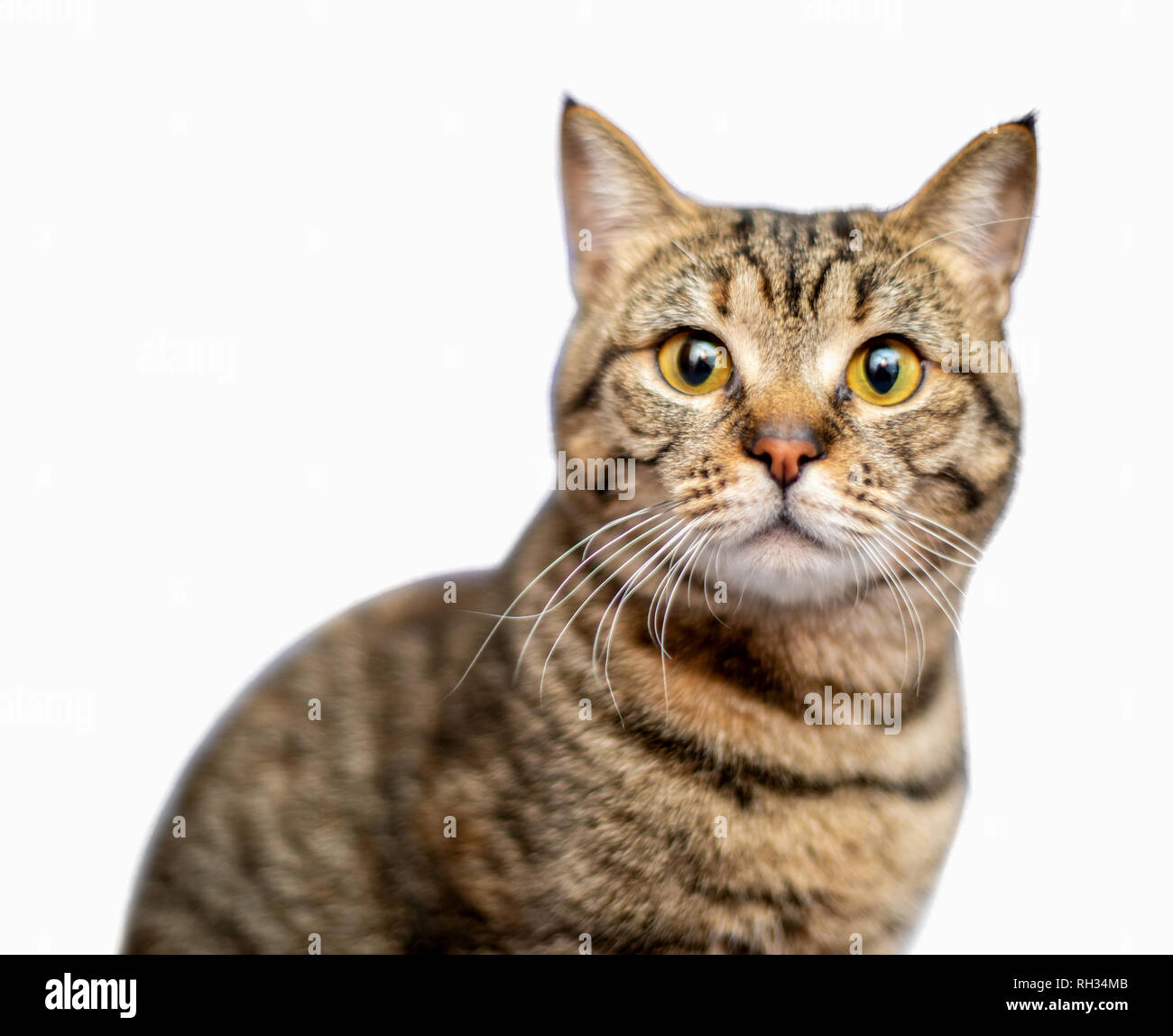 Portrait von schöne graue Katze auf weißem Hintergrund Stockfoto