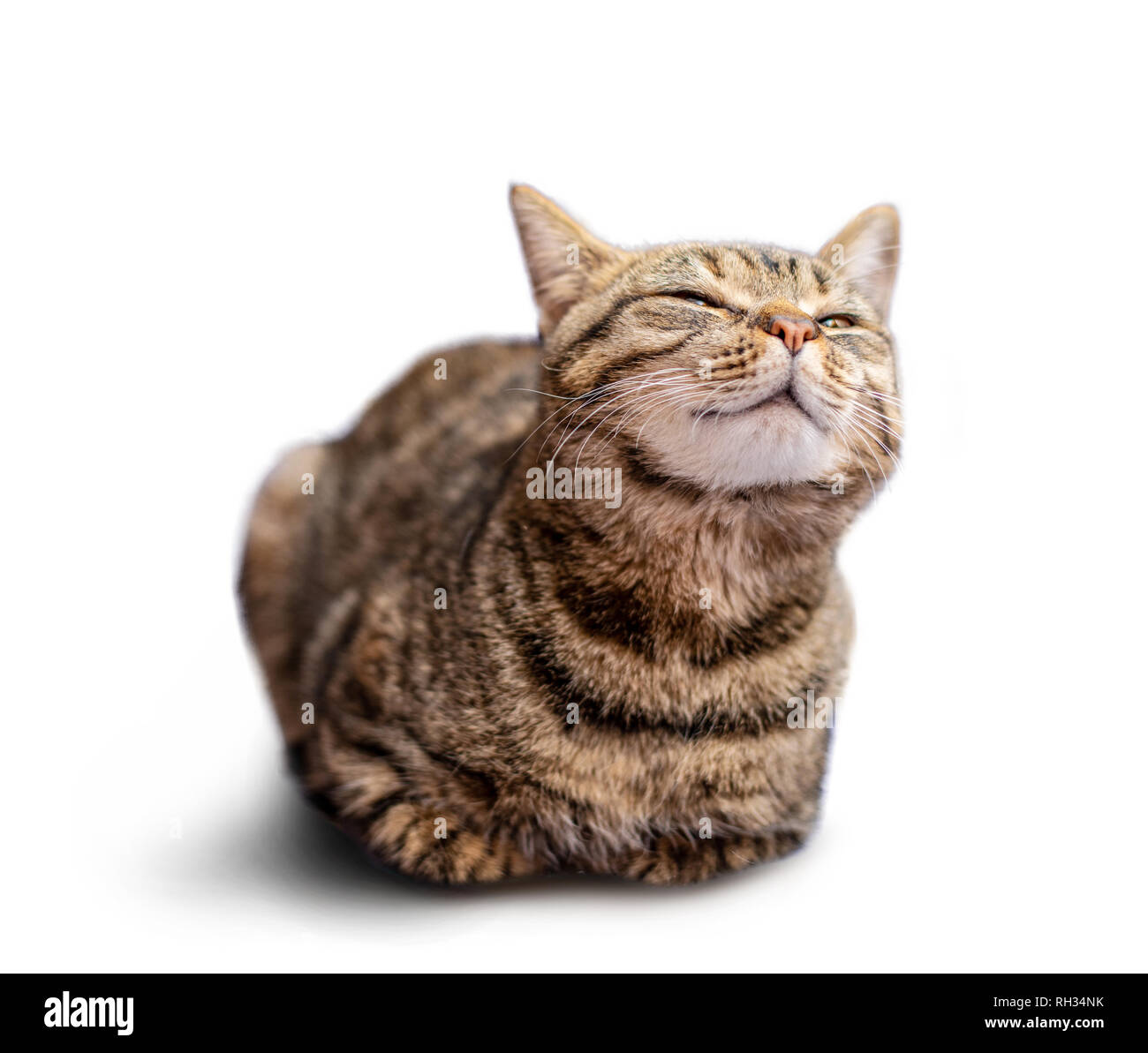 Portrait von schöne graue Katze auf weißem Hintergrund Stockfoto