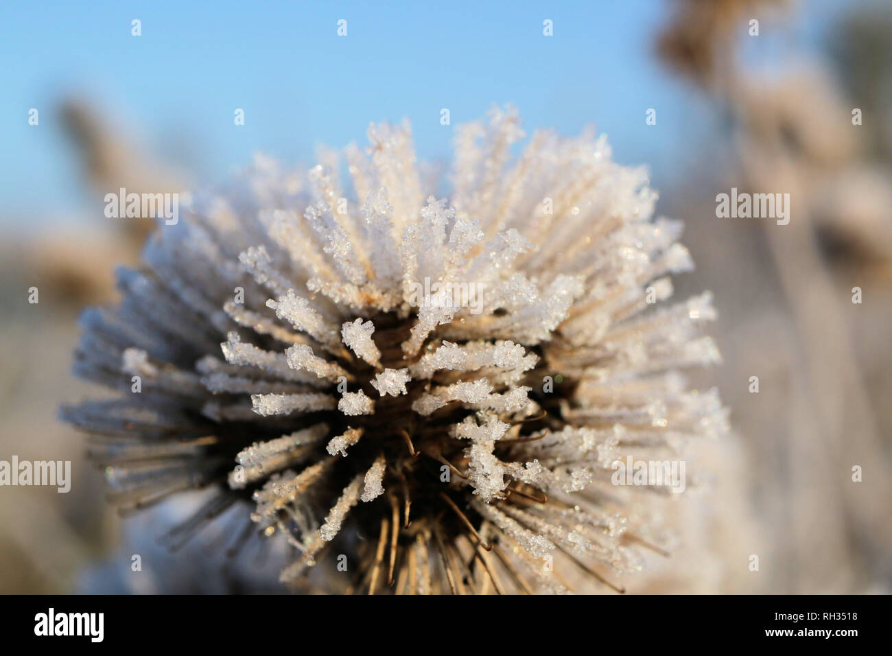 Eiskristalle auf einer Klette Grat Stockfoto