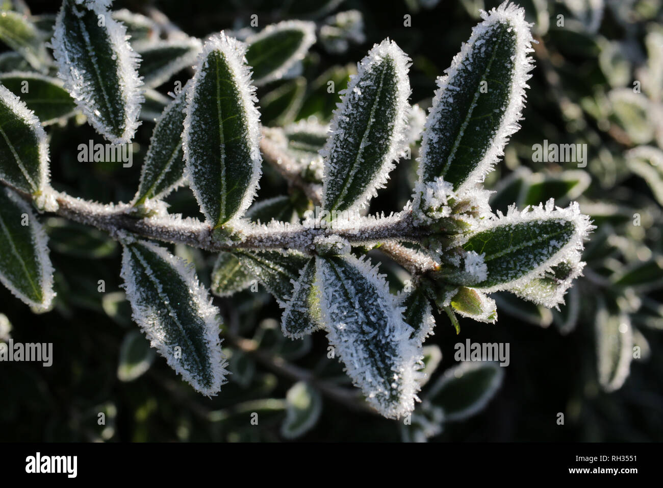 Frost Kristalle auf Cotoneaster dammeri Blätter Stockfoto