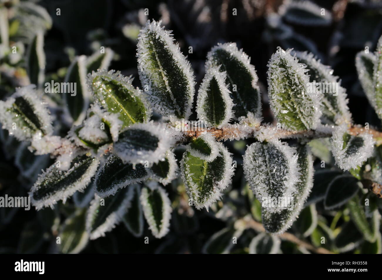 Frost Kristalle auf Cotoneaster dammeri Blätter Stockfoto