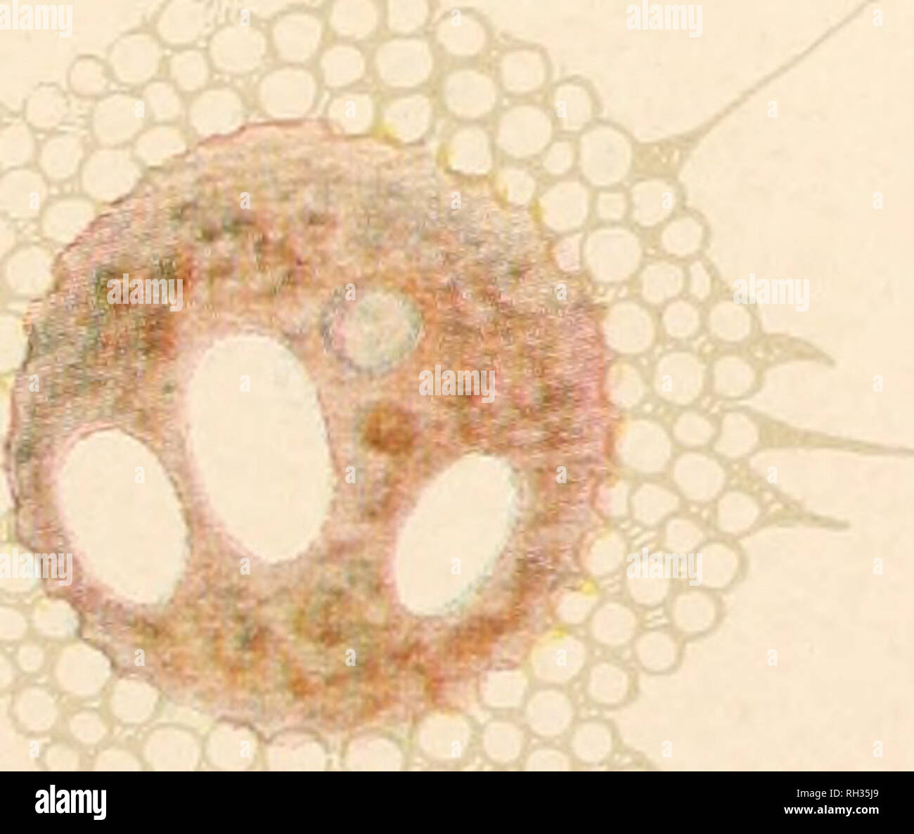 . Die britische Süßwasser und Rhizopoda Heliozoa. ; Rhizopoda Heliozoa; Süßwasser Tiere - - Großbritannien. . Bitte beachten Sie, dass diese Bilder sind von der gescannten Seite Bilder, die digital für die Lesbarkeit verbessert haben mögen - Färbung und Aussehen dieser Abbildungen können nicht perfekt dem Original ähneln. extrahiert. Cash, James, 1839-1909; Ray Gesellschaft; Hopkinson, John, 1844-1919; Wailes, George Herbert, 1862. London: Gedruckt für den Ray Scociety Stockfoto