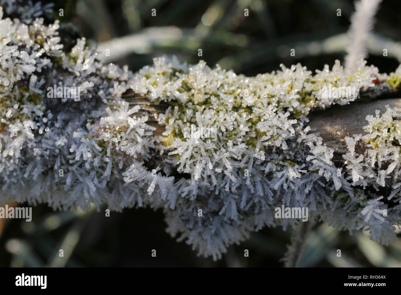 Nahaufnahme von Frost auf eine Flechte bedeckt Zweig Stockfoto