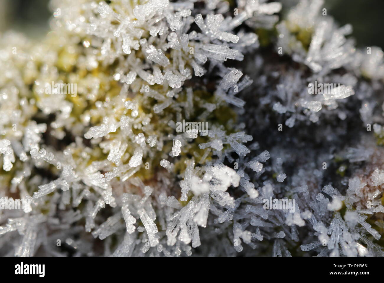 Nahaufnahme von Frost auf eine Flechte bedeckt Zweig Stockfoto
