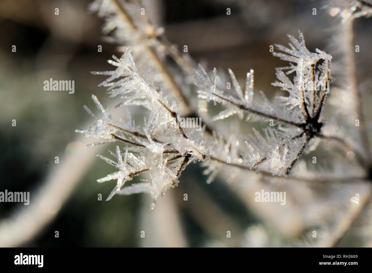 Frost Kristalle auf Zweig Stockfoto
