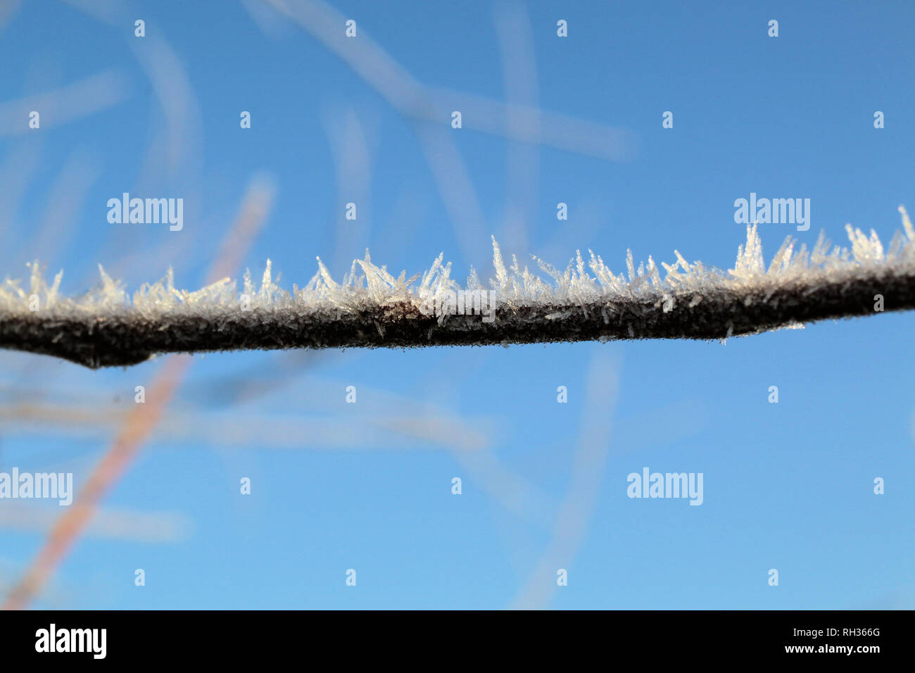 Frost Kristalle auf Zweig Stockfoto