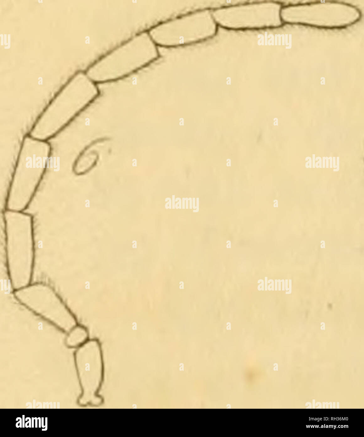 . Britische Entomologie;, Abbildungen und Beschreibungen der Gattungen von Insekten in Großbritannien und Irland gefunden: mit farbigen Abbildungen aus der Natur der seltensten und schönsten Arten, und in vielen Fällen der Pflanzen, auf denen sie zu finden sind. Insekten; Insekten; Botanik. 1-2.. Bitte beachten Sie, dass diese Bilder sind von der gescannten Seite Bilder, die digital für die Lesbarkeit verbessert haben mögen - Färbung und Aussehen dieser Abbildungen können nicht perfekt dem Original ähneln. extrahiert. Curtis, John, 1791-1862. London, Gedruckt für das Thema Stockfoto