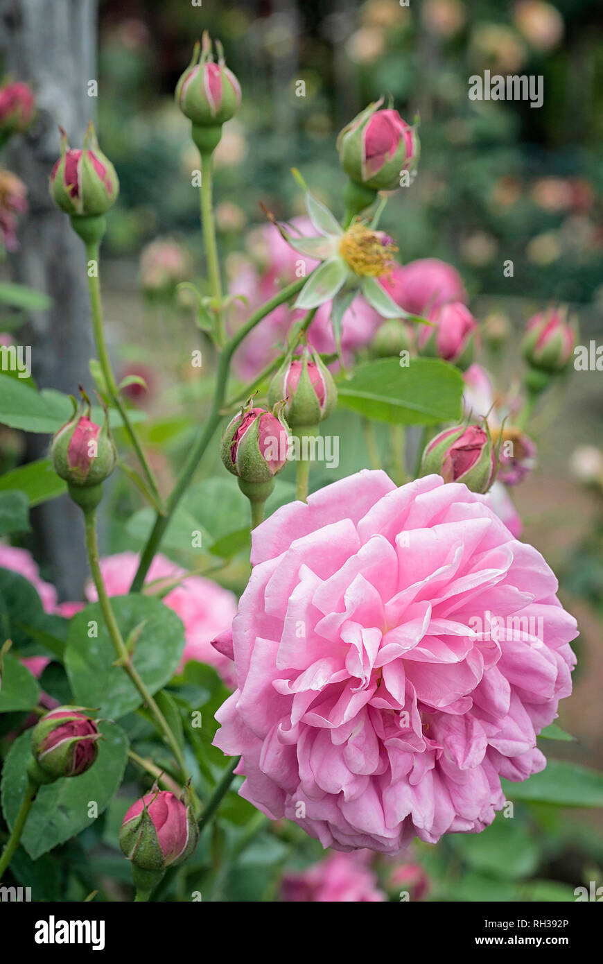 Rosa cv. Reine des Centfeuilles; Rosaceae; shurb; Centifolia; Blüte doppel Hellrosa. Stockfoto