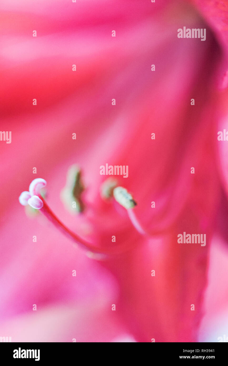 Staubblatt, close-up Stockfoto
