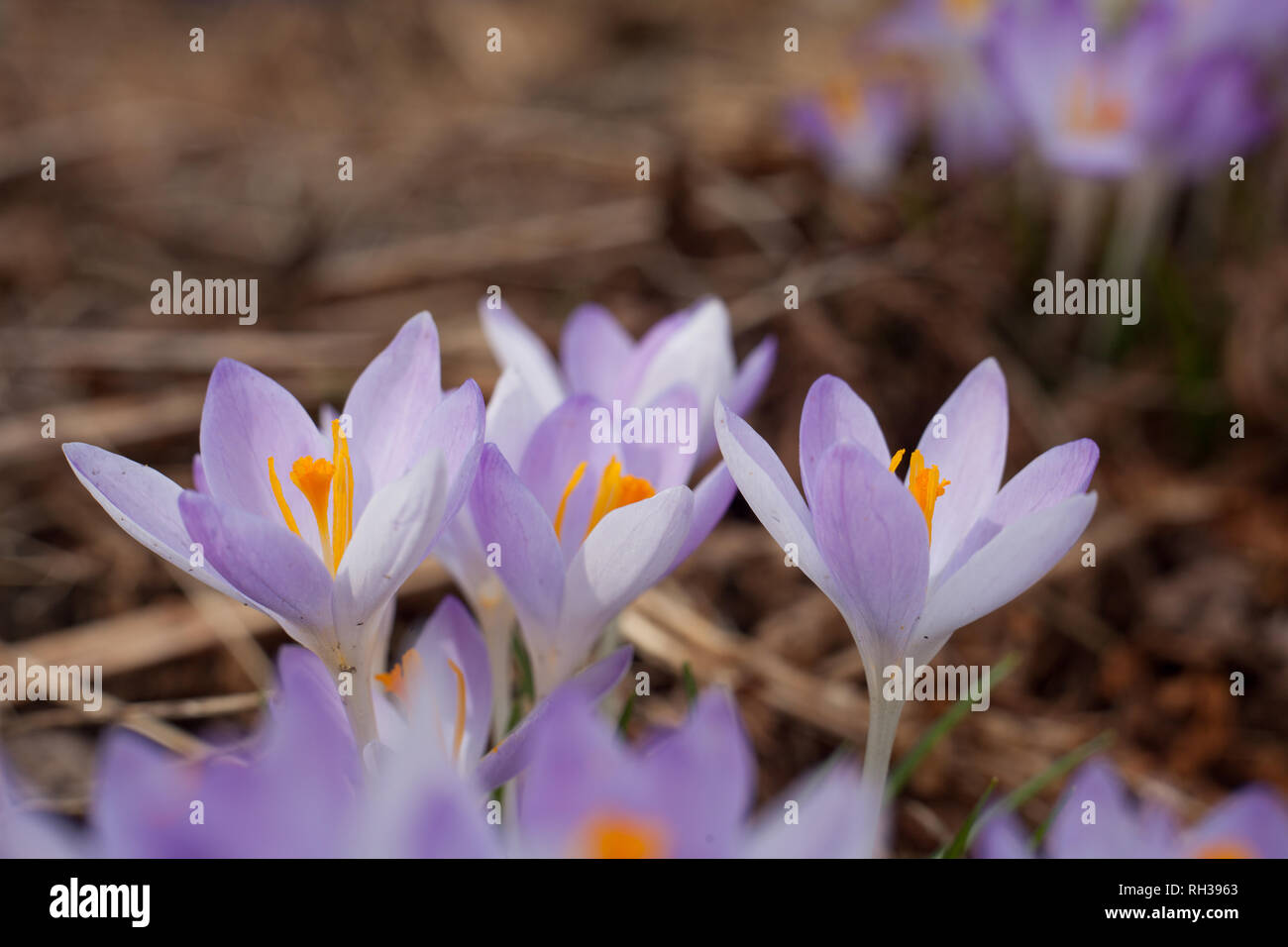 Lila Krokusse im Frühling. Blühende Krokusse in die Lichtung. Die Anlage mit dem Safran. Makro Fotografie Blumen auf unscharfen Hintergrund. Stockfoto