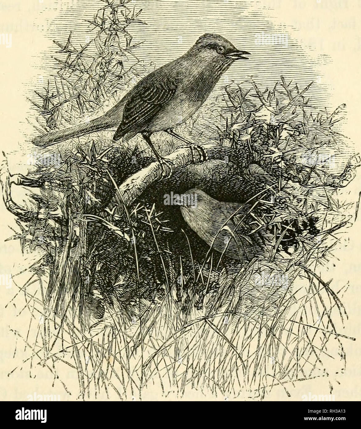 . Britische Vögel in ihren Treffpunkten. Vögel - Großbritannien. Die DAETFOED WAEBLEE. 141 Ansatz eines Beobachters, es kriecht in einem Busch, und bleibt verborgen, bis die Gefahr vorüber ist. Das Nest als von Montagu und Meyer beschrieben ist eine schwache Struktur, sehr ähnlich der Lesser Whitethroat, in die Gabelung eines Furze platziert - Bush gewählt für seine Stärke und die Schwierigkeit des Zugangs. Ob es sich um wandernde in ihren Lebensgewohnheiten, scheint es nicht zu sein. Die DAKTKOB. U WARBLER. klar festgestellt. Viele Exemplare haben Mitte beobachtet, Winter und Rennie, die er gesehen hat, man schwebt über furze und singen wie Stockfoto