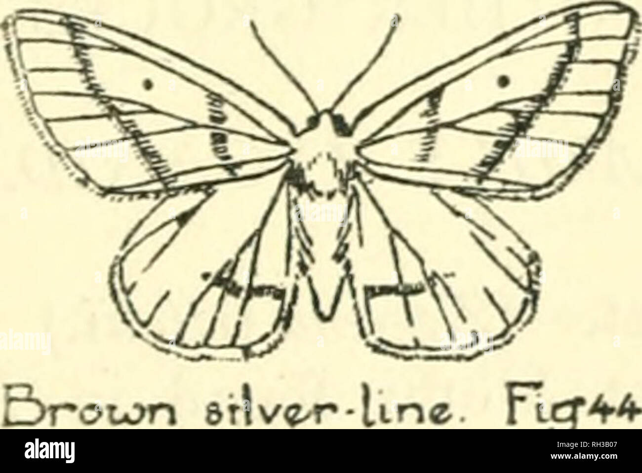 . Britische Schmetterlinge und Motten. Schmetterlinge - - Großbritannien; Motten - - Großbritannien. Umgeben weiß-braun SILVER-LINE im Juli und August, manchmal auch später. Die Larve kann einige Schatten von Braun, Grau, ochreous, oder violett sein. Einige Larven haben weiße Flecken auf dem Rücken; andere haben Licht Diamant-Form markiert. Es ist eine hübsche Spinne, in unterschiedlichen Farben von grau bis dunkelbraun, das feuerzeug Beispiele selbst die Kreditvergabe an Verzierungen. Beide Paar Flügel sind ähnlich gefärbten und markiert. Umgeben Weiß. - {Bupalus piniaria.) Diese Motten muss in Tanne gesucht werden oder den Pinienwald im Mai und Juni, und Stockfoto