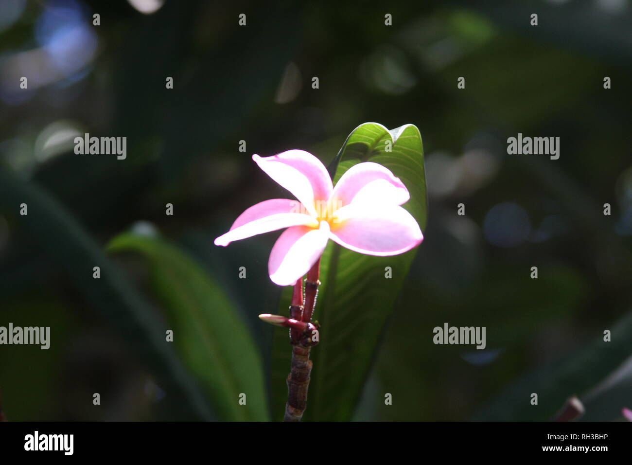 Ylang-Ylang Blüte Stockfoto