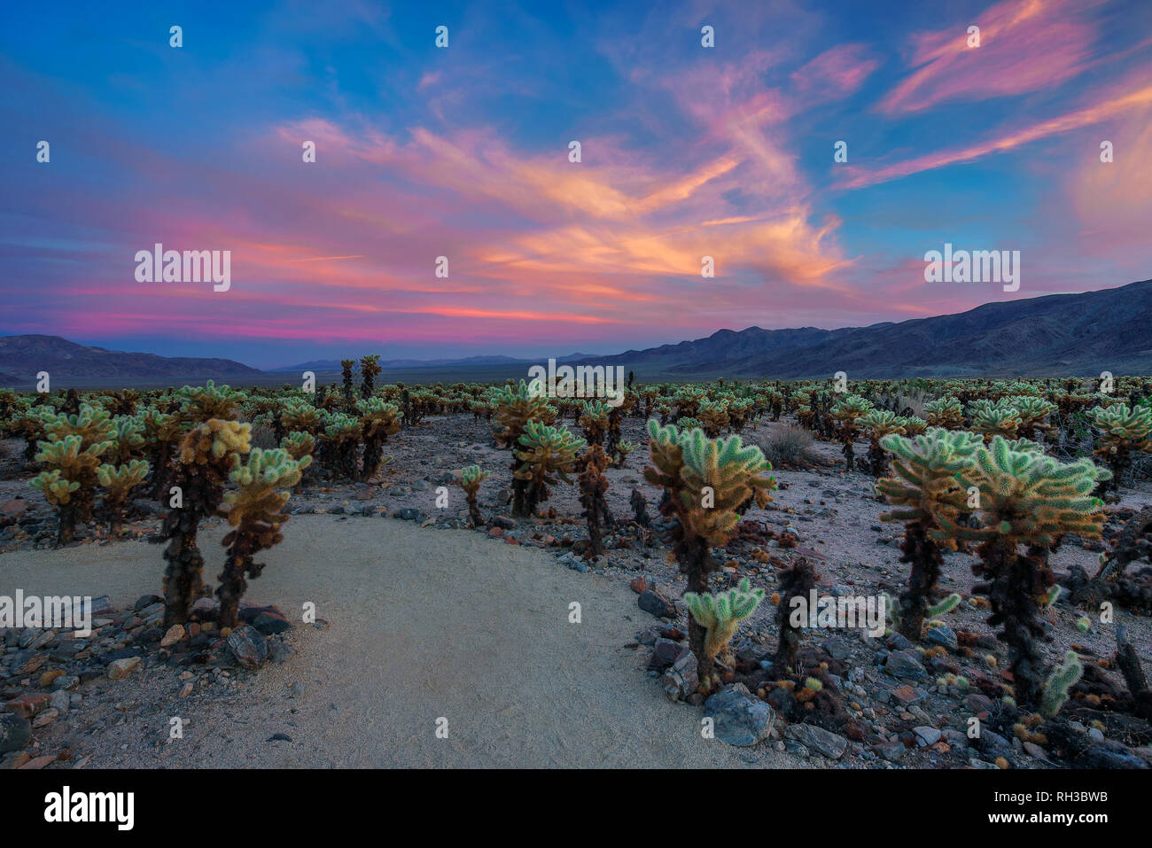 Cholla Cactus Garden im Joshua Tree National Park bei Sonnenuntergang Stockfoto