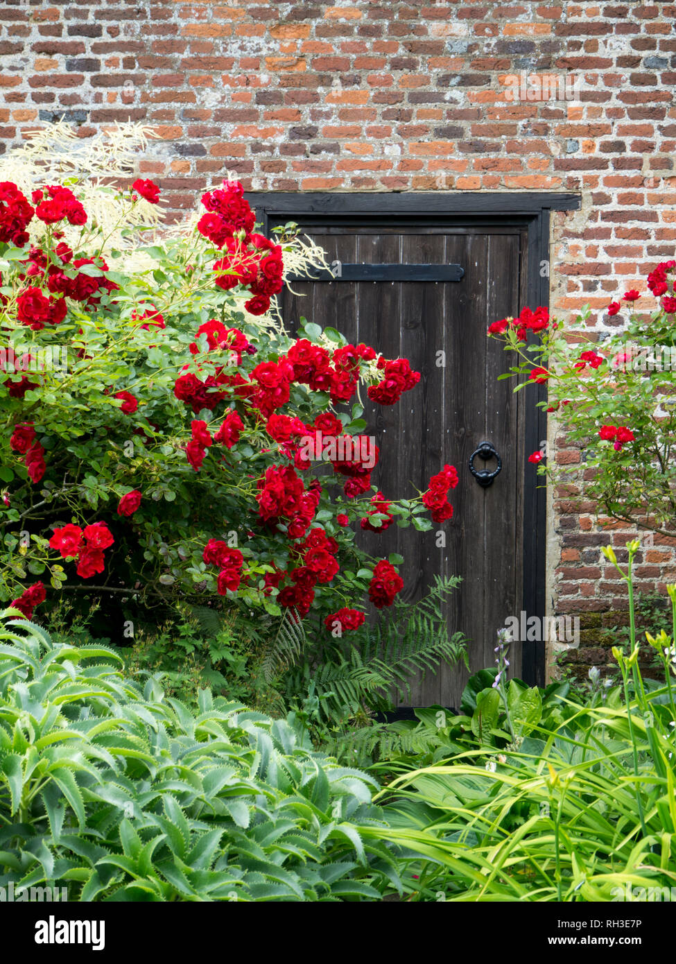 Hochformat von roten Rosen rund um die alte Tür in Mauer bei Chenies Manor, Buckinghamshire Stockfoto