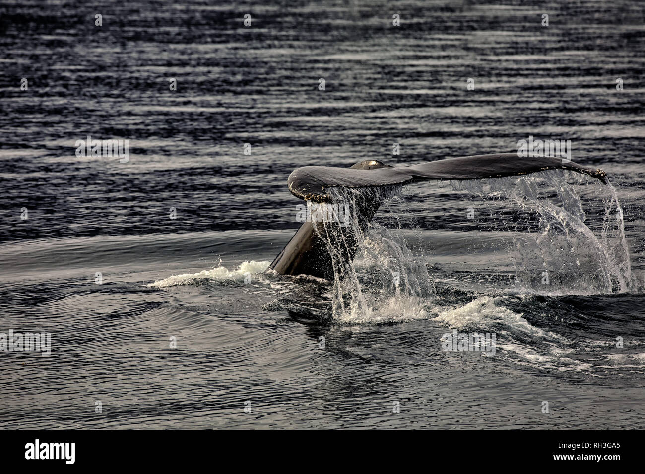 Big Whale Tail beobachten auf Island im Fjord Stockfoto