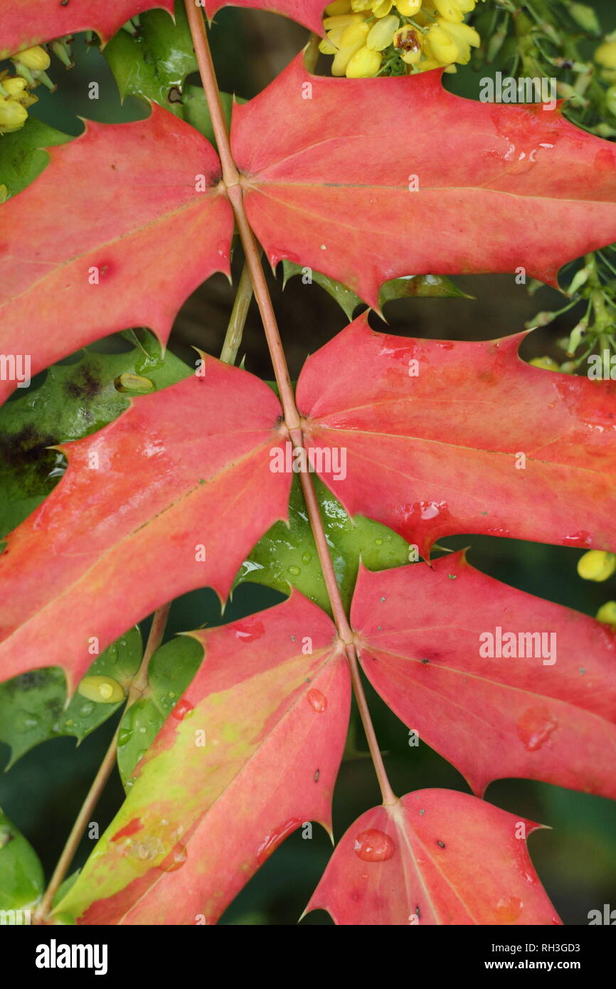 Mahonia x Media 'Winter Sun' Blätter, November, Großbritannien. Auch Mahonie 'Winter Sun" genannt. Stockfoto