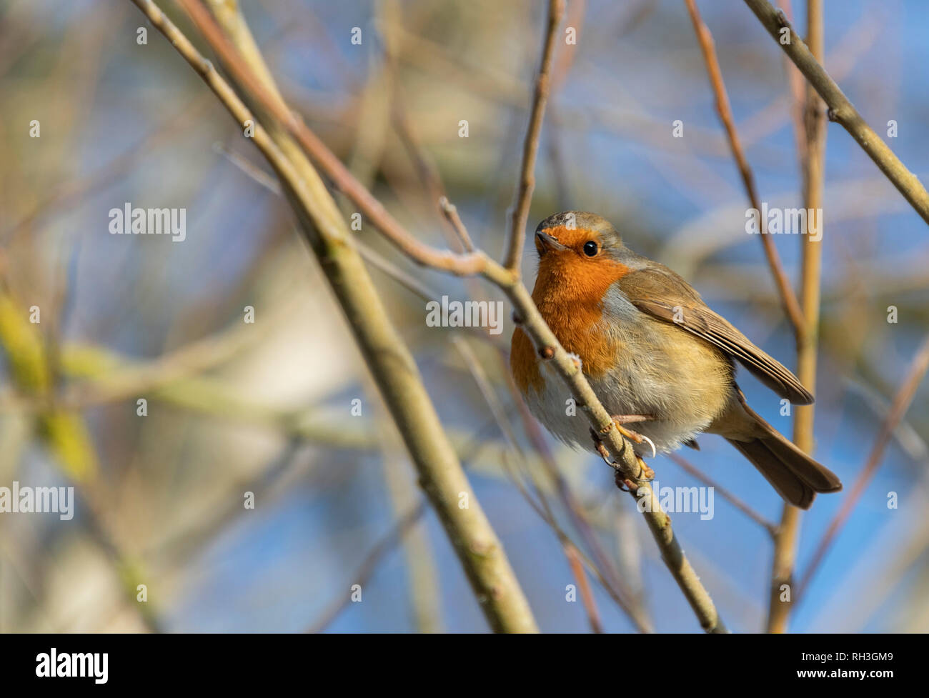 Robin Redbreast Erithacus rubecula thront auf Baum Stockfoto