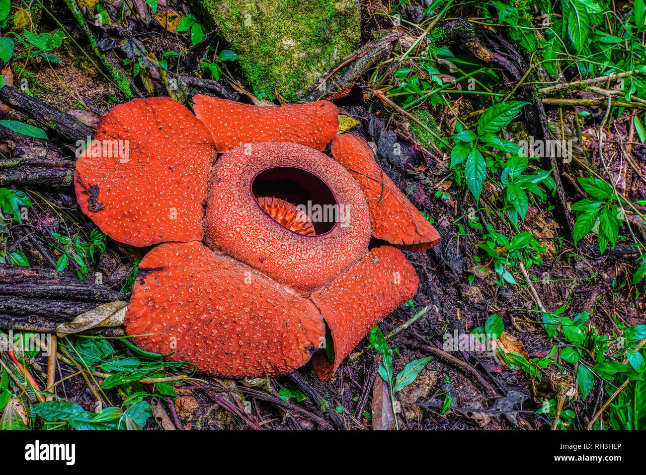 Blühende Rafflesia Blume auf Cameron Highlands, Malaysia. Stockfoto