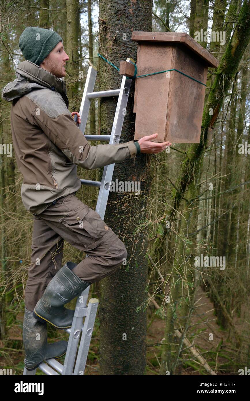 David Bavin eine Leiter hinauf, die Positionierung einer Höhle auf einen Baum für die Verwendung durch Baummarder (Martes martes) nach Wales aus Schottland, Februar 2016 wieder eingeführt. Stockfoto