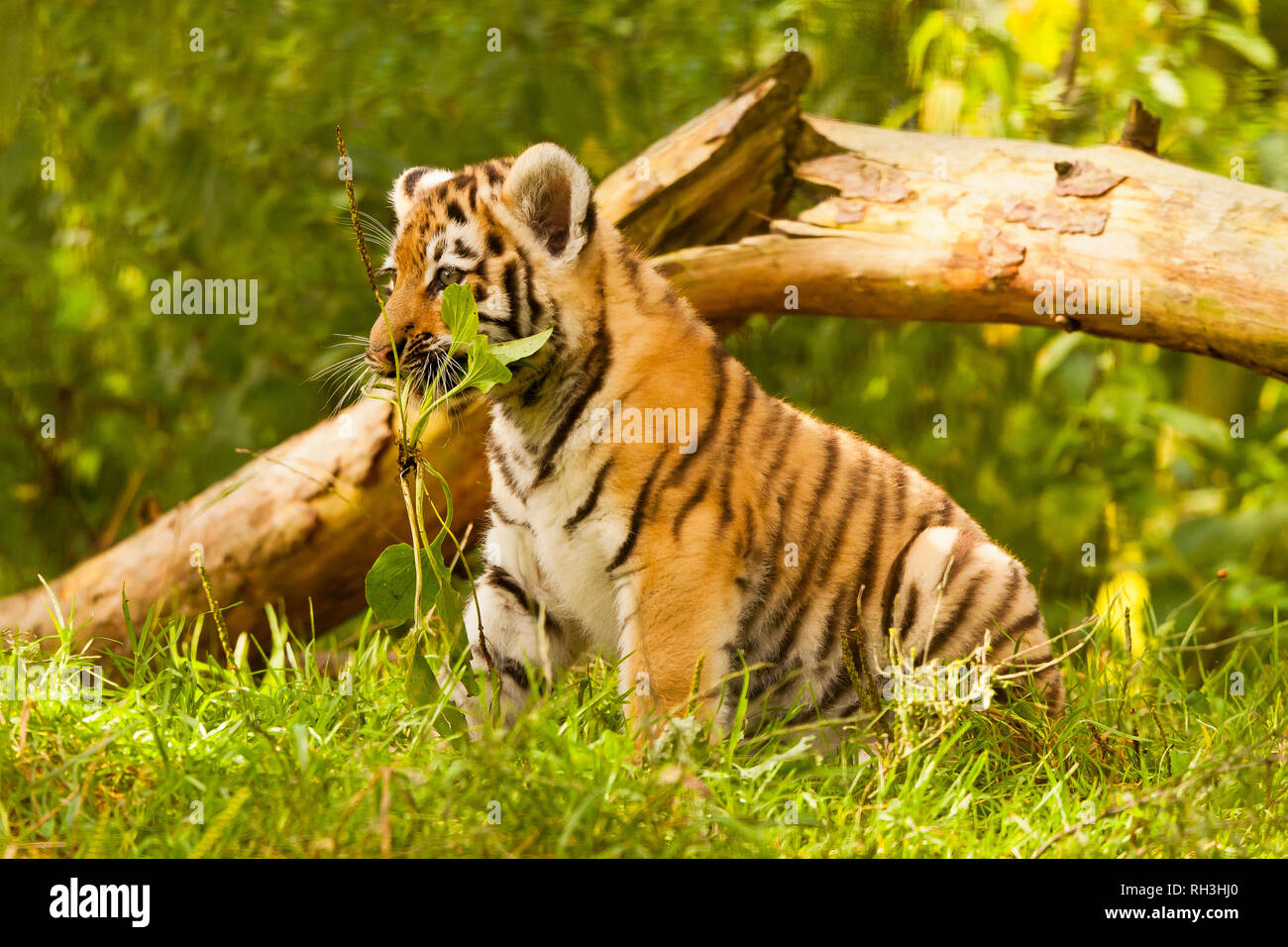 Amur Sibirische Tiger Cub Panthera Tigris Altaica Sitzen Unter