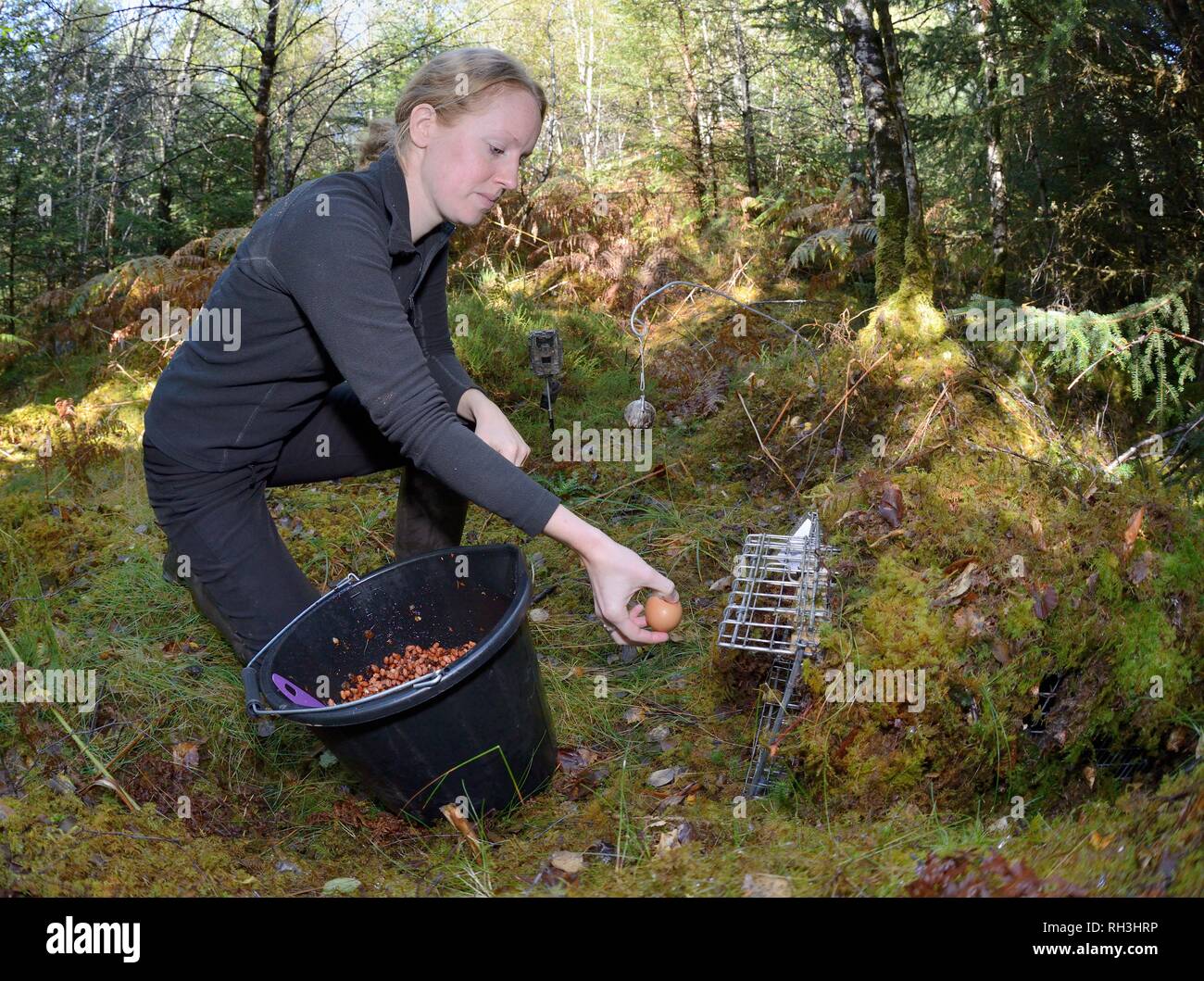 Live trap von Vincent Wildlife Trust Ködern für Baummarder (Martes martes) während einer Wiedereinführung Projekt Wales aus Schottland. Stockfoto