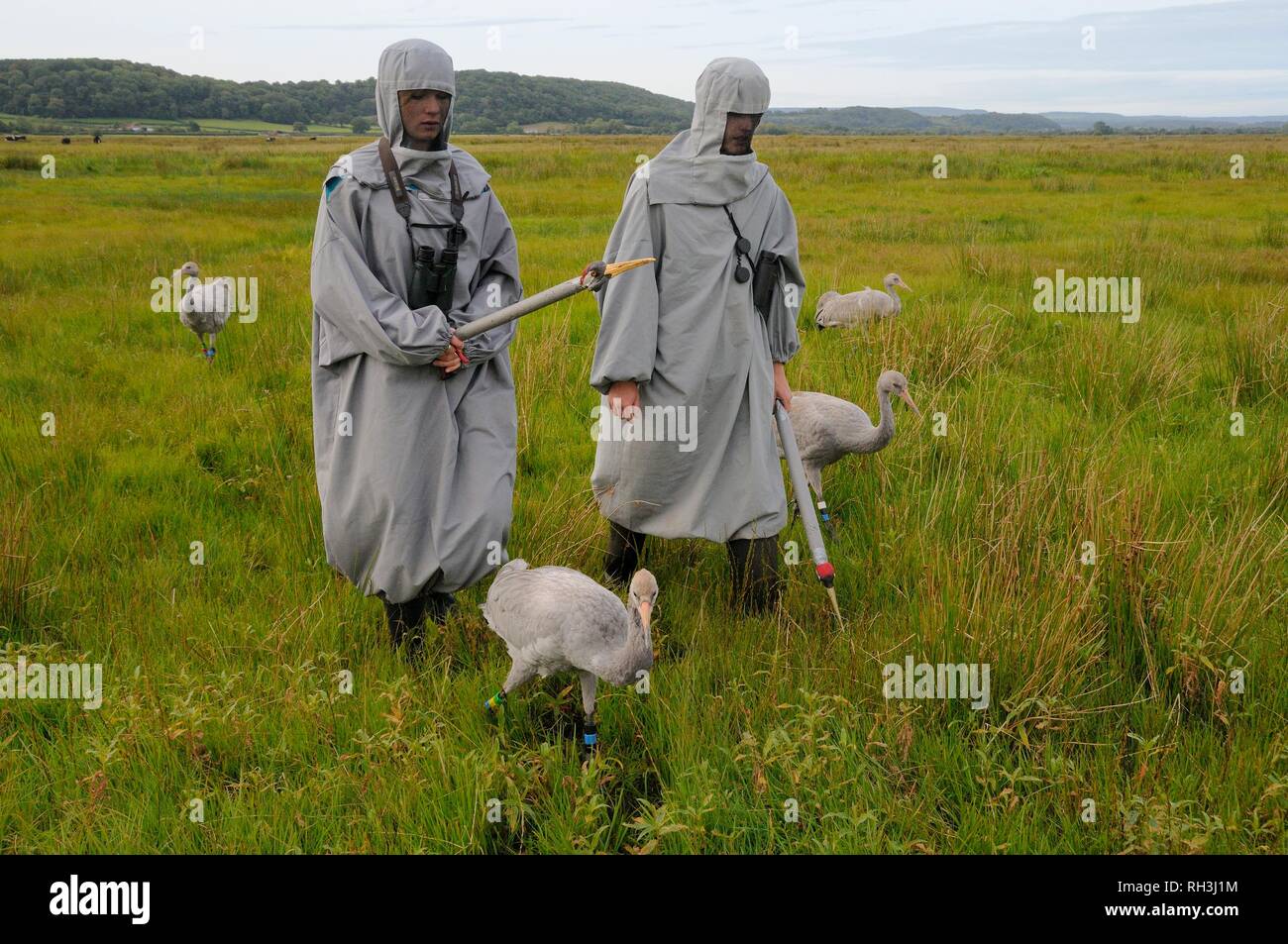 Junge Common/Eurasischen Kraniche (Grus Grus) geführt wird, auf die Somerset Levels und Mauren von surrogat Eltern für das Große Kran-Releases. Stockfoto