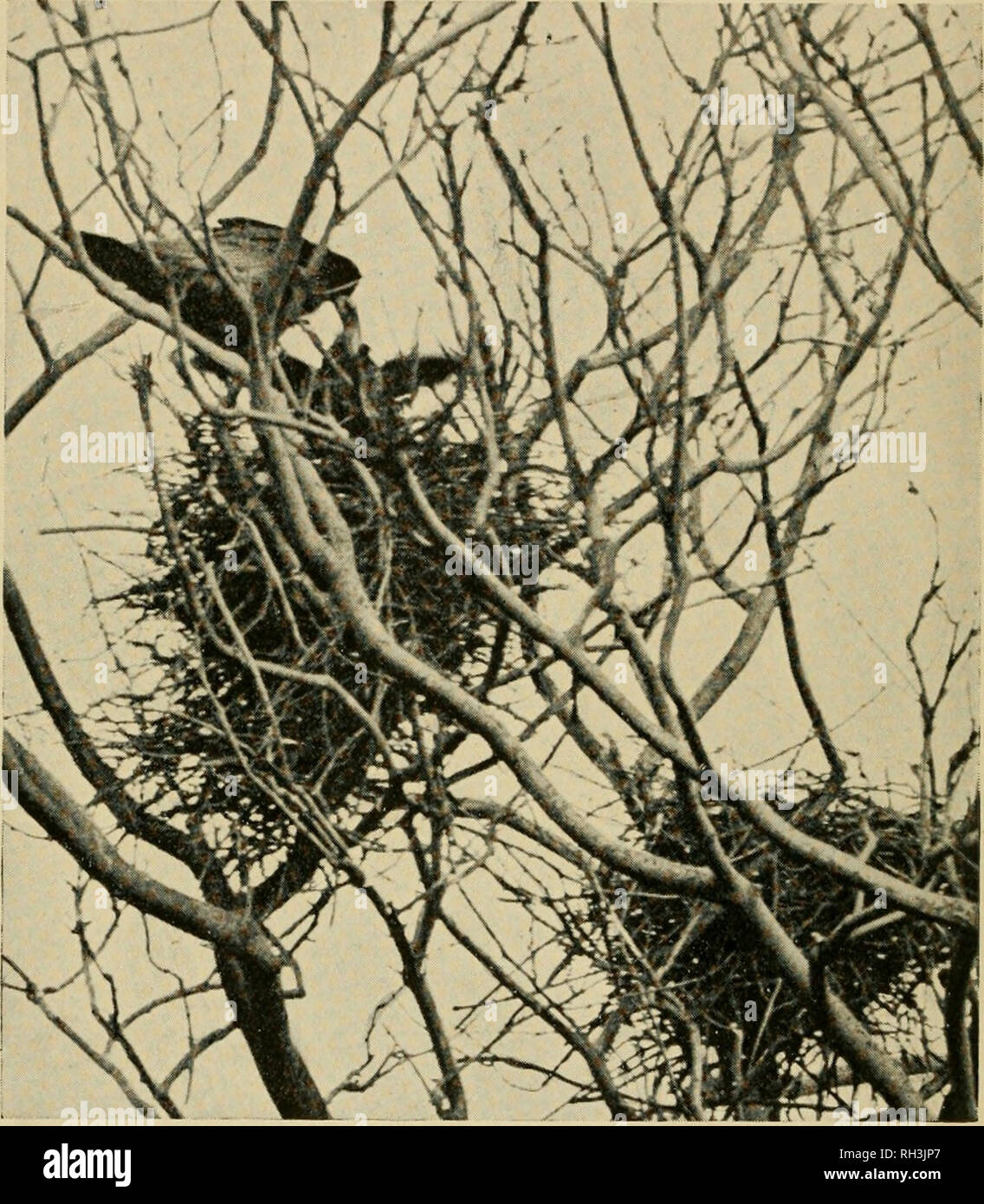 . Britische Vögel. Vögel. 12 britischen Vögeln. [Vol. XV, während das Weibchen war der Inkubationszeit der männlichen einen Großteil seiner Zeit damit verbracht, auf der Suche nach Nahrung, und würde mit einer gut gefüllten Beutel und seine Sitzung mate, die äußerste Tiefe gutturale klingt, als ob mit Essen erstickte. Zu anderen Zeiten hätte Er bringen einen großen Wurm und platzieren. Rook: Männlich, Weiblich. {Fotografiert von Stanley Crook.) mit seinem Schnabel auf einem Ast, dann seinen Fuß auf it, und es in seinem Schnabel nachstellen, um seine Gefährtin mit größerer Anlage zu geben. Die inkubationszeit auch viele spannende episo Stockfoto