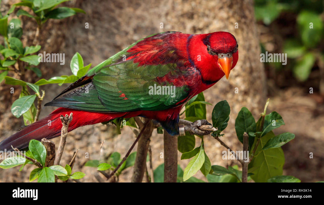 Ein roter Papagei an der Bird Gardens, Hong Kong, China, Asien. Stockfoto