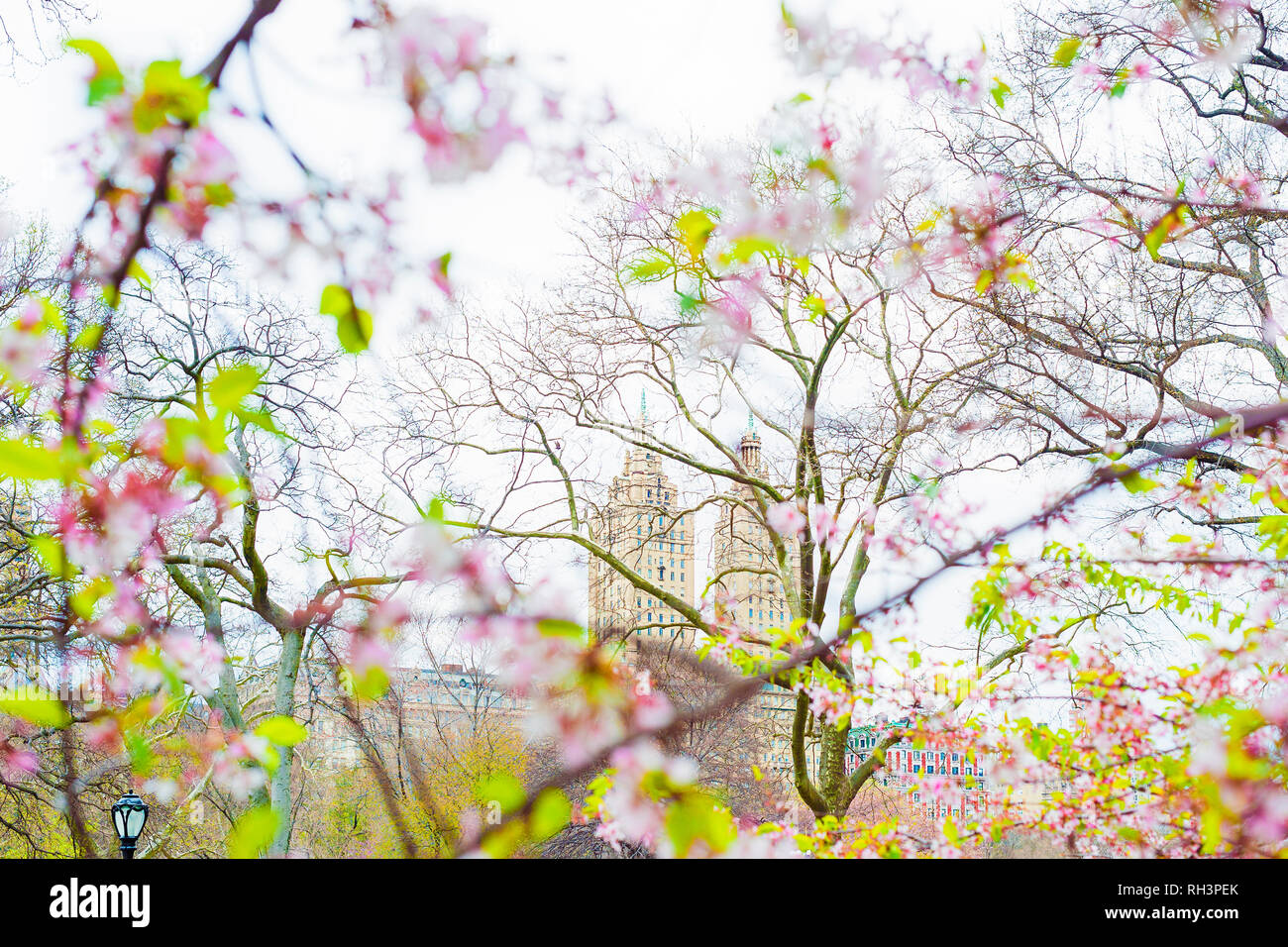 Frühling im Central Park, New York City, San Remo Gebäude Stockfoto