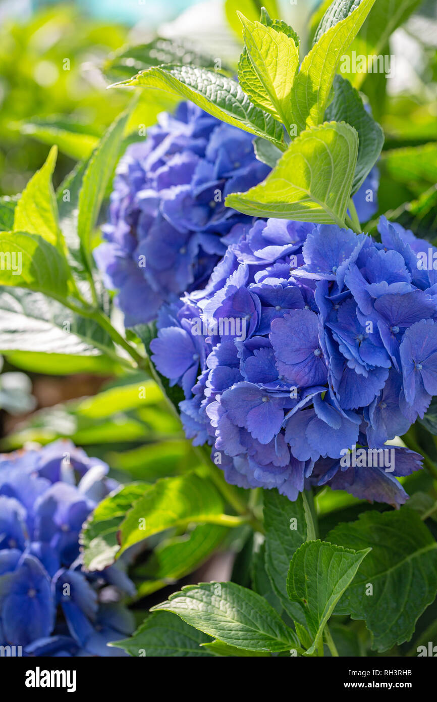 Hydrangea 'L A Dreamin' in der Blüte Stockfoto