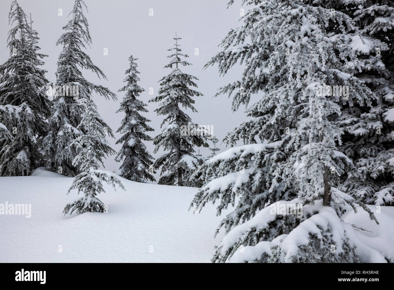 WA 17072-00 ... WASHINGTON - der Winter im Cascade Mountain nahe dem Gipfel des Amabilis Berg. Stockfoto