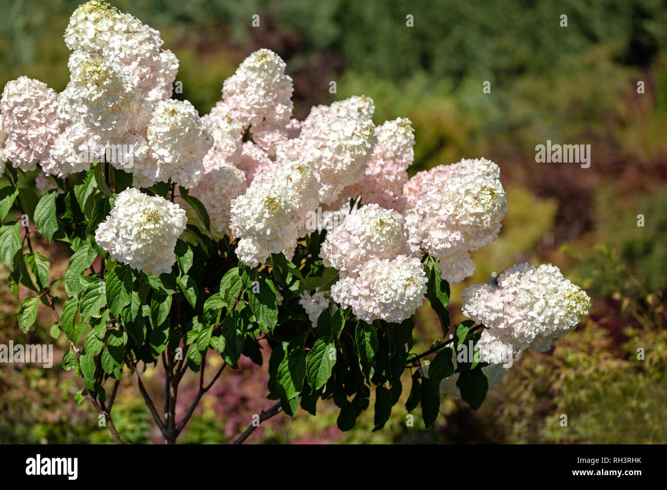 Hydrangea 'Vanille Erdbeer' Stockfoto