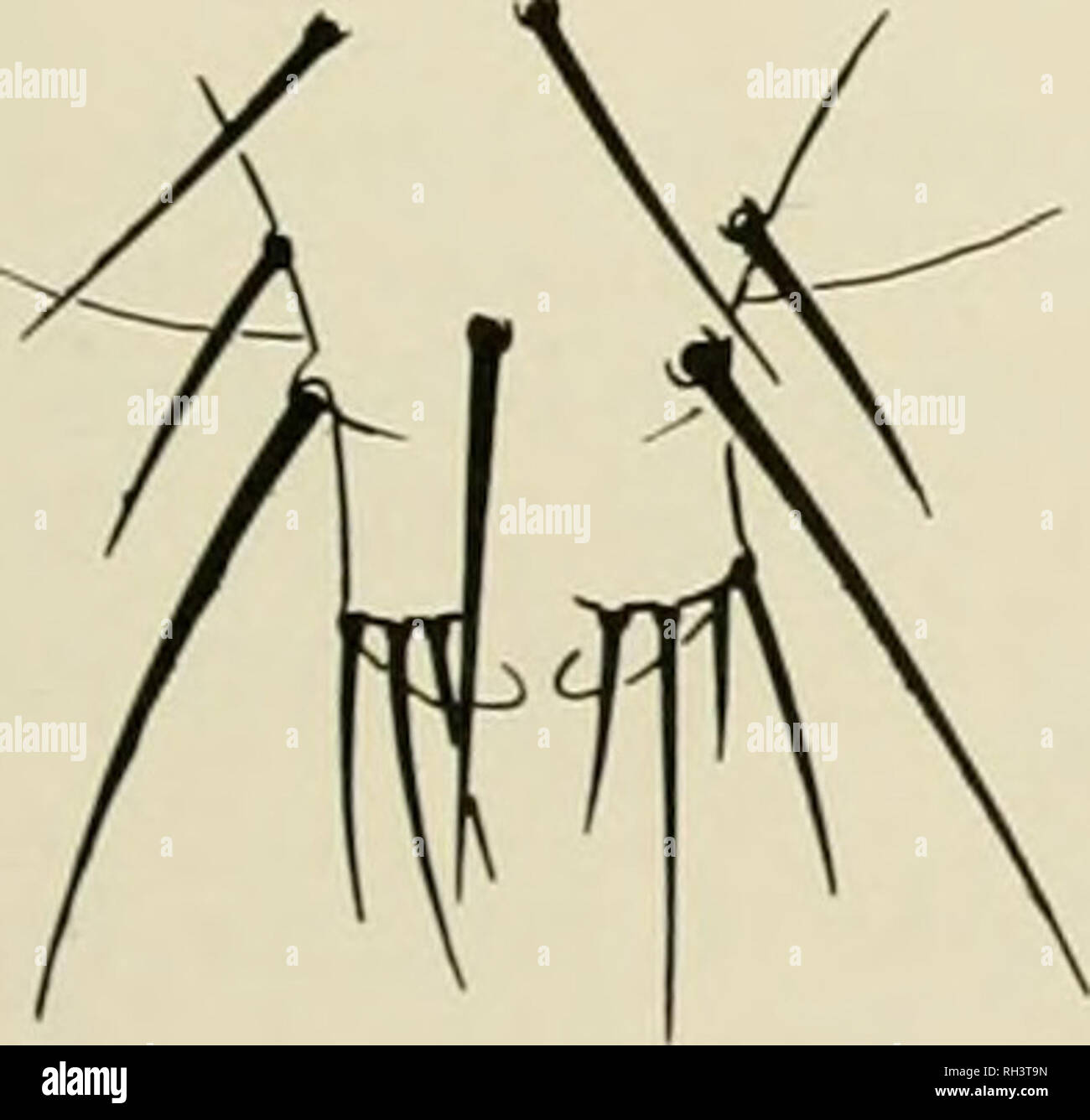 . Brigham Young University science Bulletin. Biologie Zeitschriften