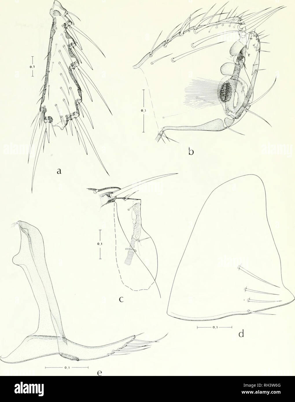 . Brigham Young University science Bulletin. Biologie -- Zeitschriften. hiOLOGiCAU Serie, Vol. 17, Nr. 6 Flöhe von Venezuela 11. lii; (Ich. RliopalopsijlliLs lugubrit lugubris Jordanien und Rothschild, hile: a, metatihia. 1), procfss und bewegliche Finger der clasper. c., 7. und eightli aljdominal terg. Ich. d tiglith Brustbein e, 9 stenium.. Bitte beachten Sie, dass diese Bilder sind von der gescannten Seite Bilder, die digital für die Lesbarkeit verbessert haben mögen - Färbung und Aussehen dieser Abbildungen können nicht perfekt dem Original ähneln. extrahiert. Der Brigham Young University. Provo, Utah: Br Stockfoto